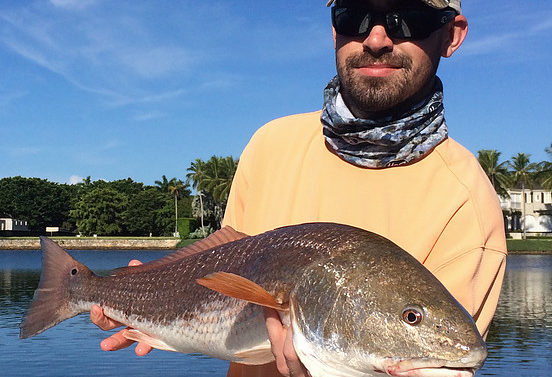 So You Say You Can Catch A Naples Red Bull?